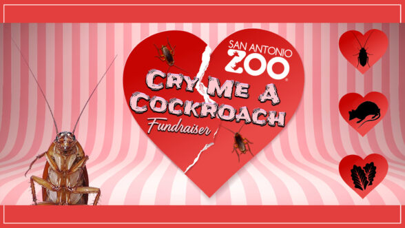 Image of a heart with the San Antonio Zoo logo with the text "Cry Me A Cockroach Fundraiser" with cockroaches, rodents, and a veggie icon over a pink and white stripped background