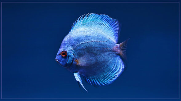 Image of a single blue fish in water